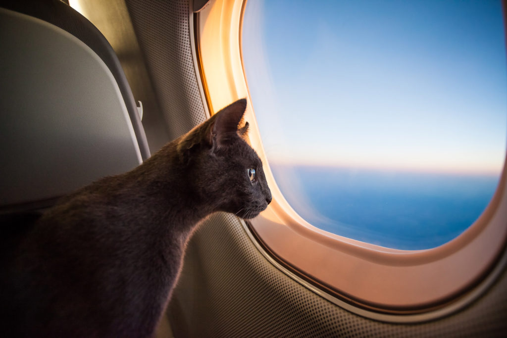 Tout savoir d'un voyage en avion avec des animaux de